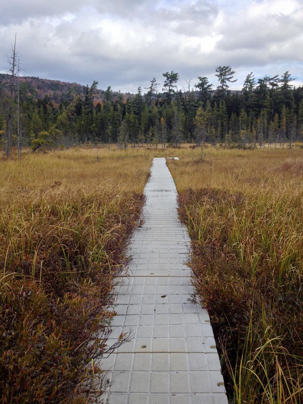 Free Image of Pathway through a tranquil wetland in autumn landscape 