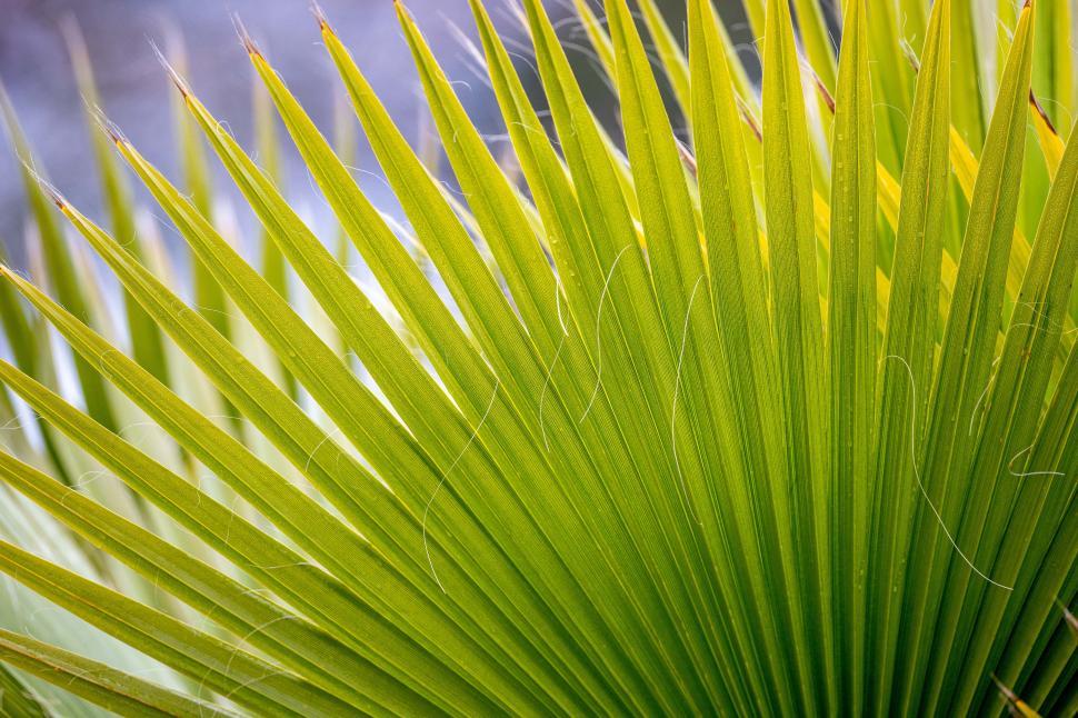 Free Image of Green palm leaves showcasing vibrant textures in natural light 