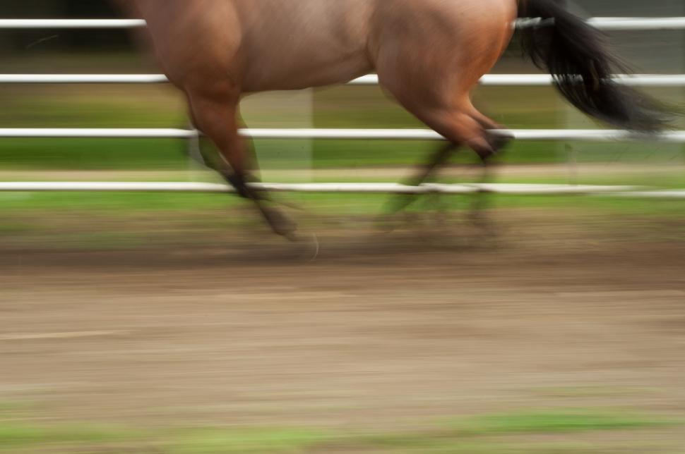 Free Image of Galloping horse in motion captured at equestrian venue 