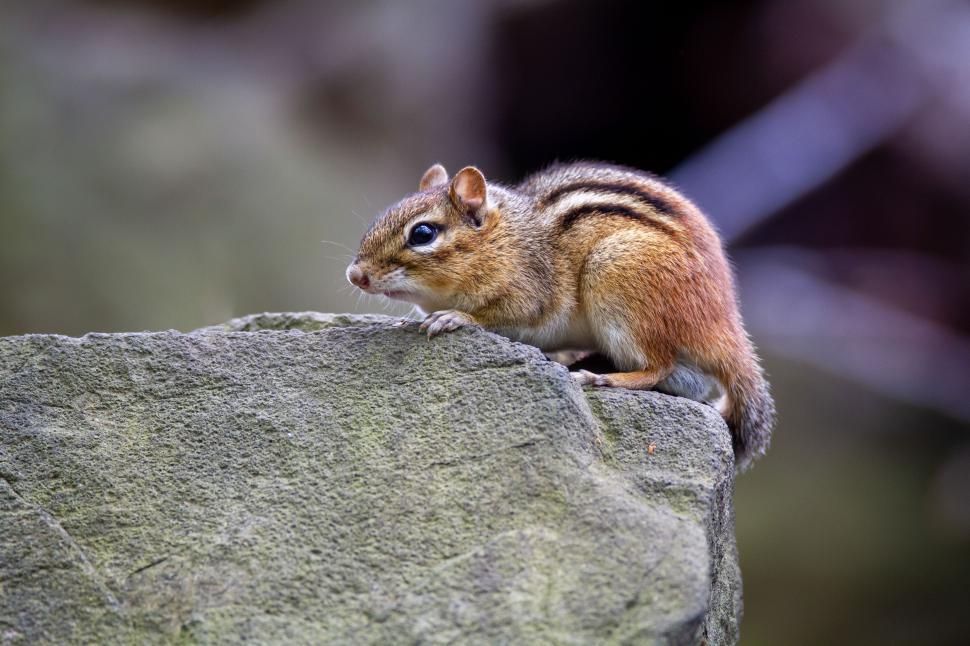 Free Image of Squirrel perched on a rock in a natural setting 
