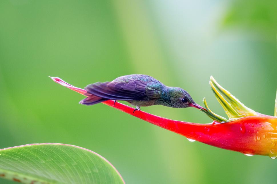 Free Image of Hummingbird feeding on bright red flower in tropical setting 