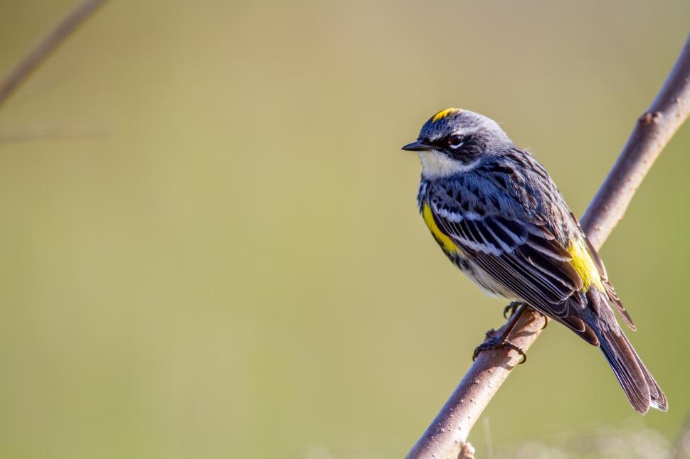 Free Image of Yellow-rumped warbler perched on a branch in sunny environment 