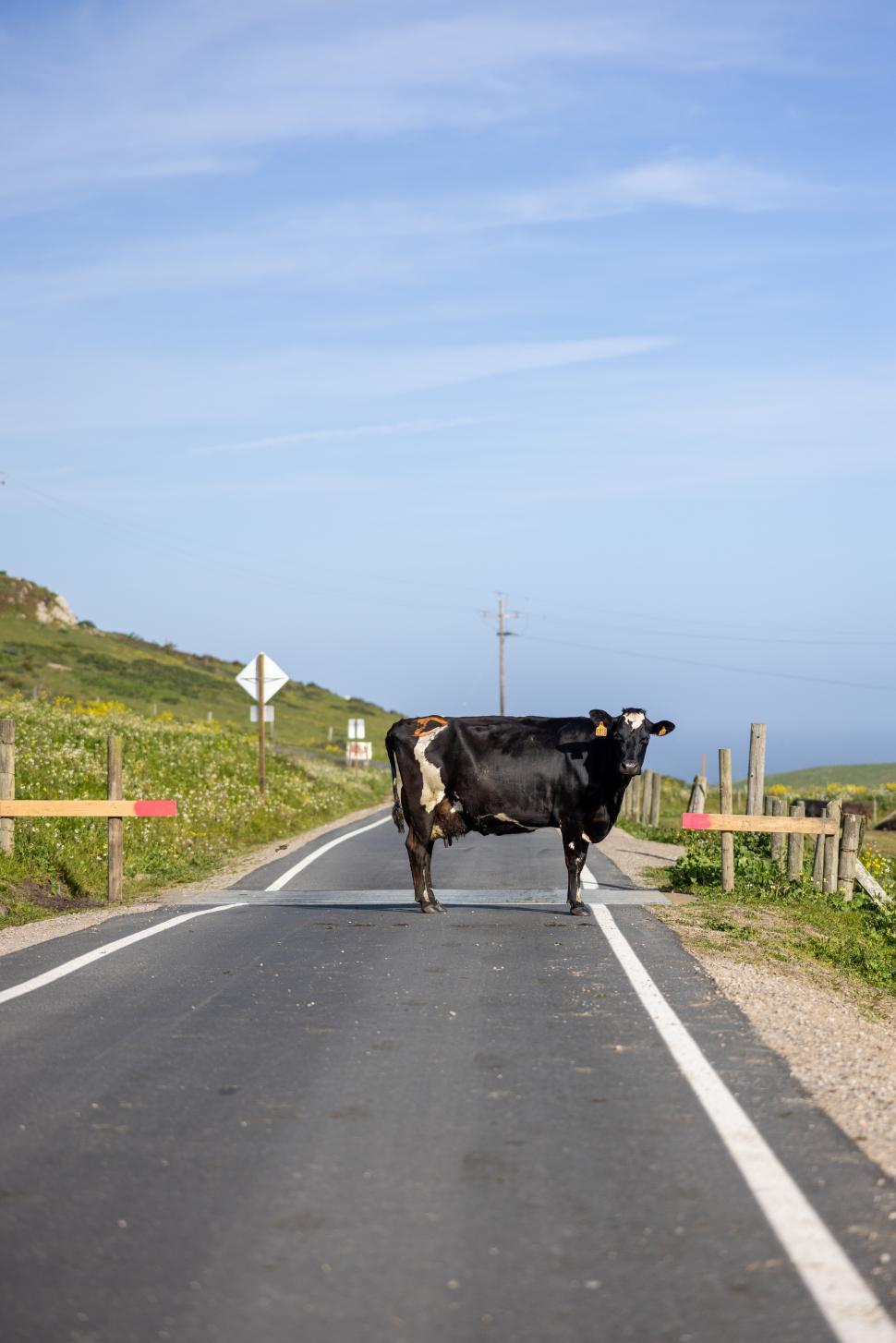 Free Image of Cow stands in the middle of a rural road during daytime 