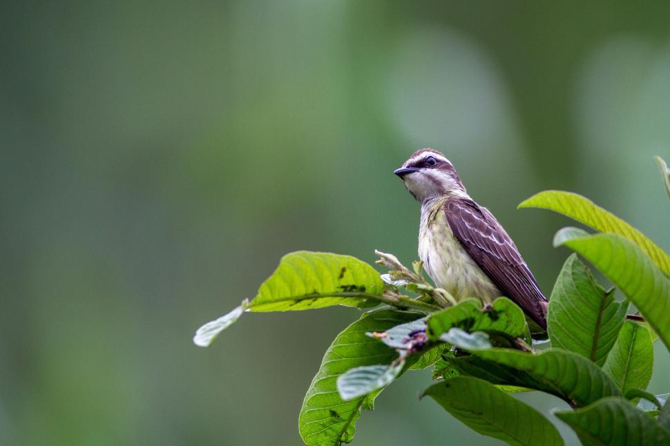 Free Image of Bird perched on green leaves in a vibrant forest setting 