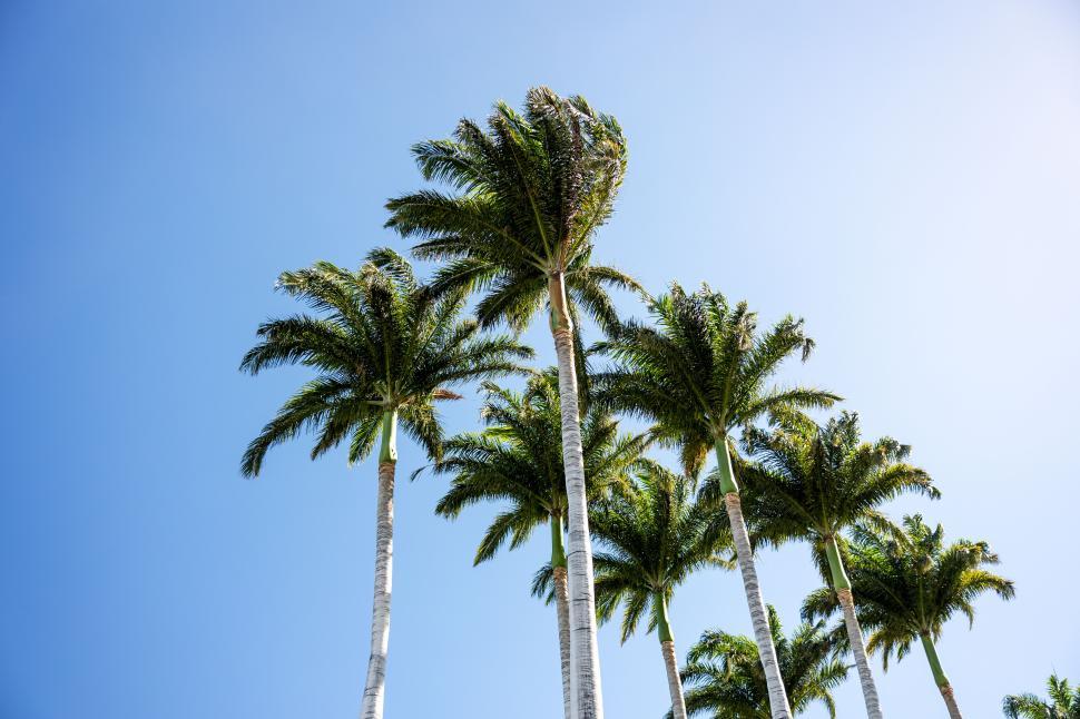 Free Image of Tall palm trees swaying gently under a clear blue sky 