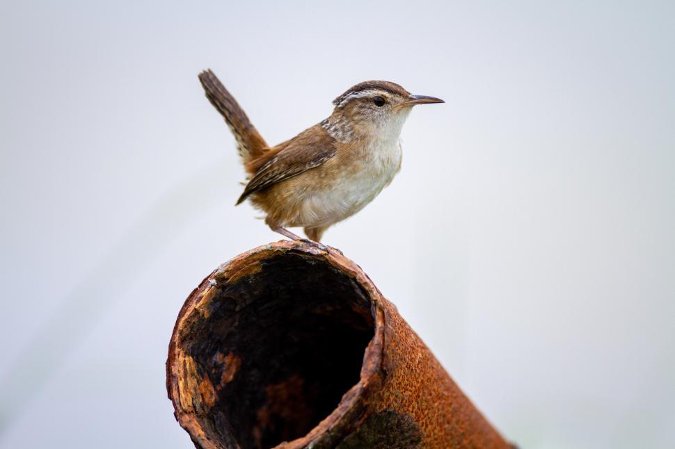 Free Image of Bird perched on rusty pipe in a natural setting 