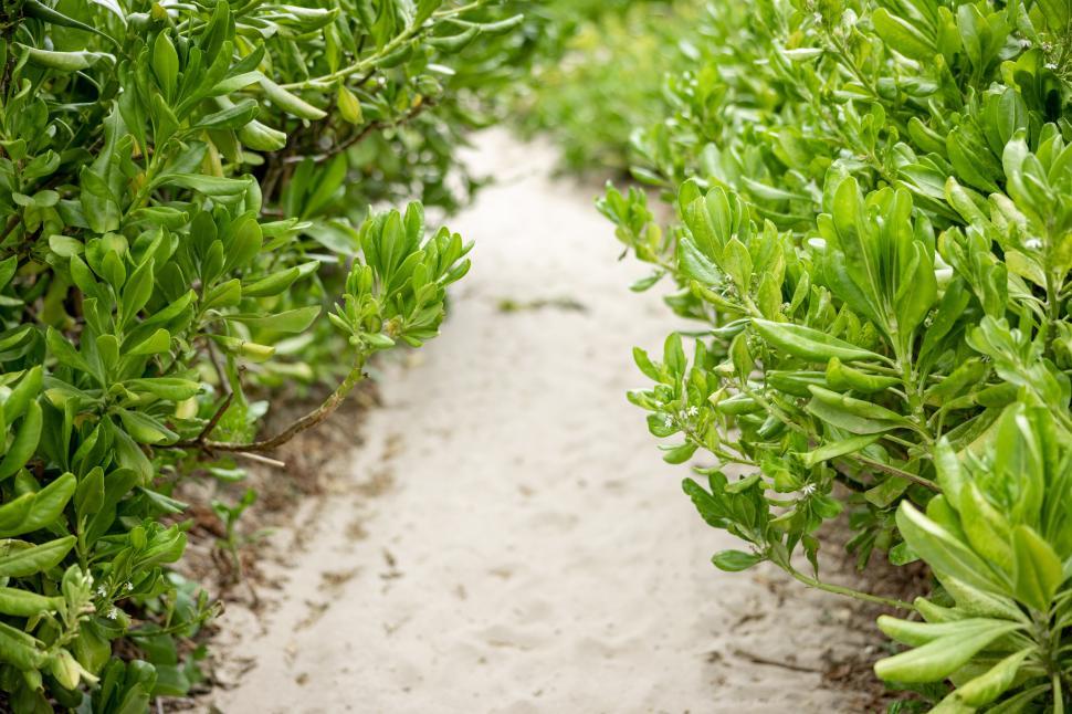 Free Image of Pathway through vibrant green foliage at a beach location 