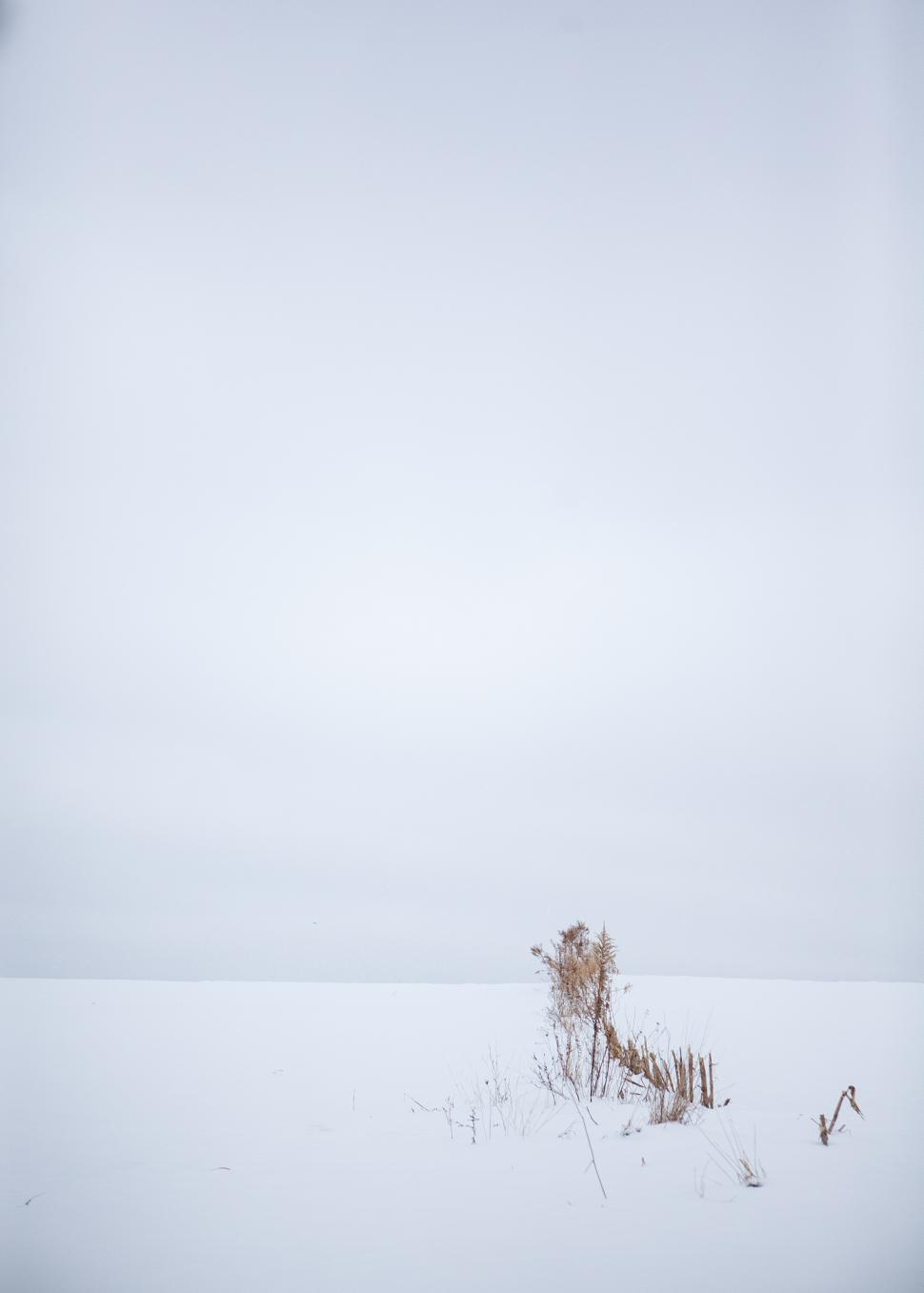 Free Image of Snowy landscape with sparse vegetation under overcast sky 
