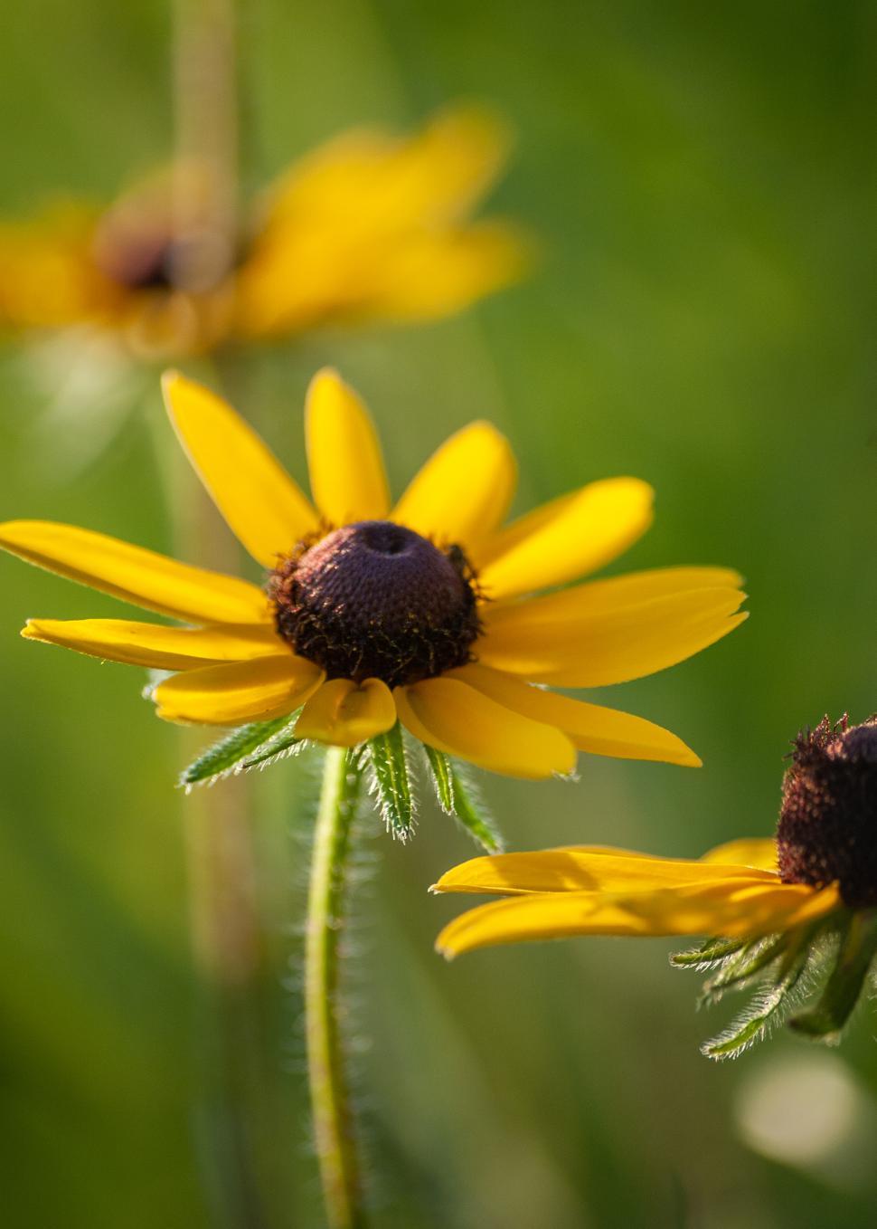 Free Image of Bright yellow flowers bloom in a lush green field 