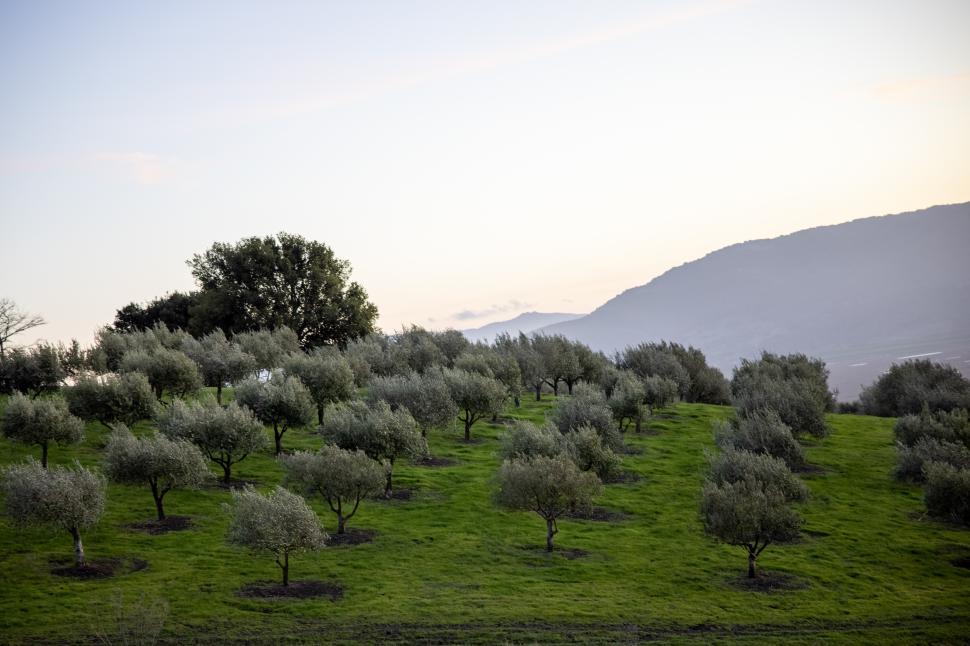 Free Image of Olive grove on a hillside at dusk with a distant mountain view 
