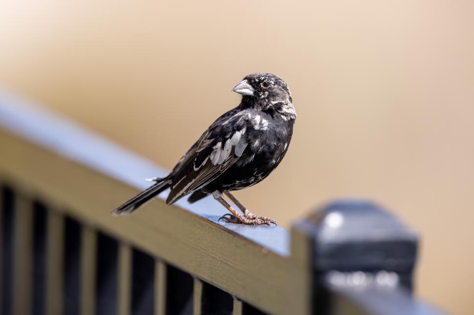 Free Image of Bird perched on a fence railing in a peaceful outdoor setting 