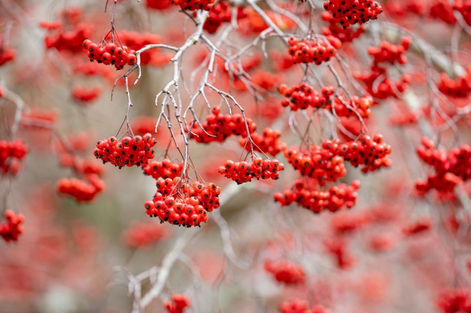 Free Image of Vibrant red berries cluster on branches during autumn 