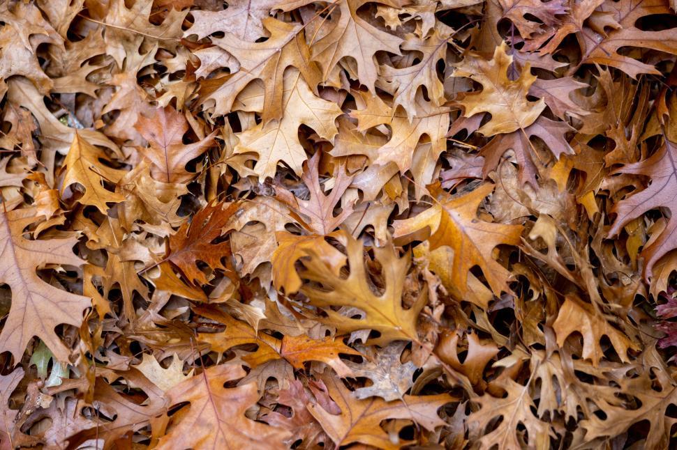 Free Image of Fallen leaves cover the ground in a vibrant autumn landscape 