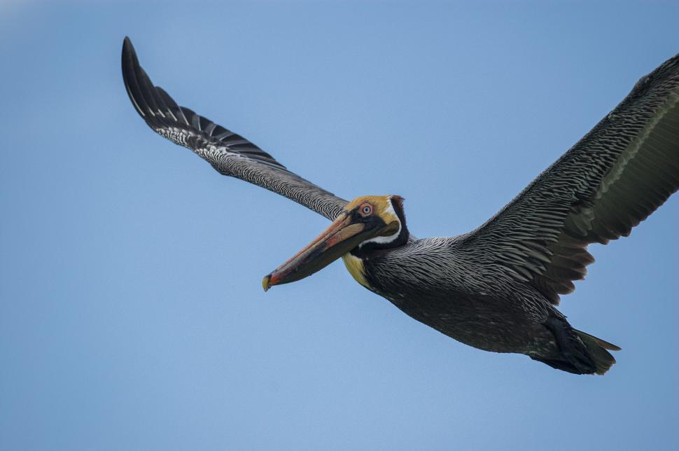 Free Image of Pelican soaring high in the clear blue sky over the ocean 