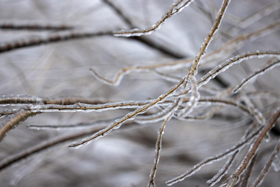 Free Image of Branches coated in ice create a winter landscape in a frozen setting 