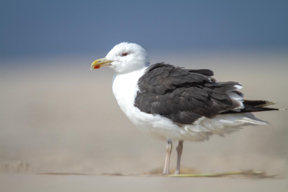 Free Image of Seagull standing on sandy beach near ocean under clear sky 