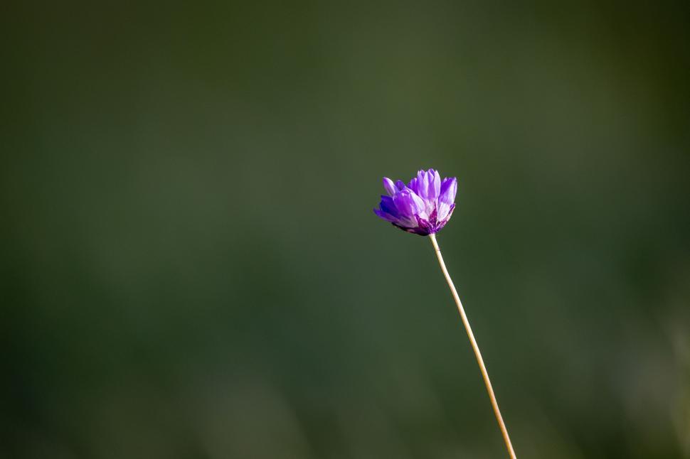 Free Image of Beautiful purple flower blooming in a serene natural setting 