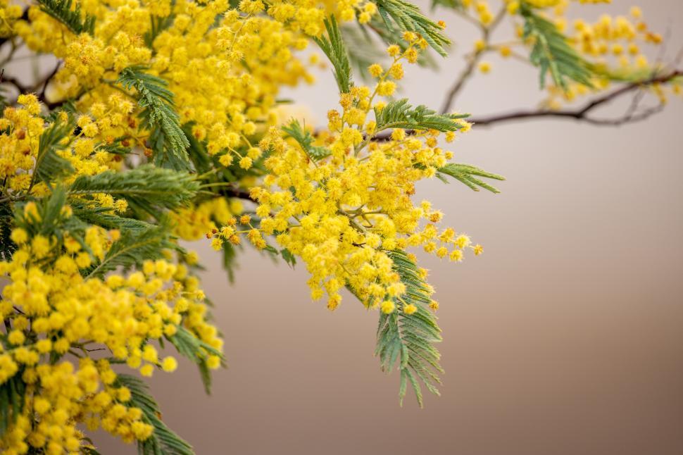 Free Image of Bright yellow flowers bloom on mimosa tree in spring sunlight 