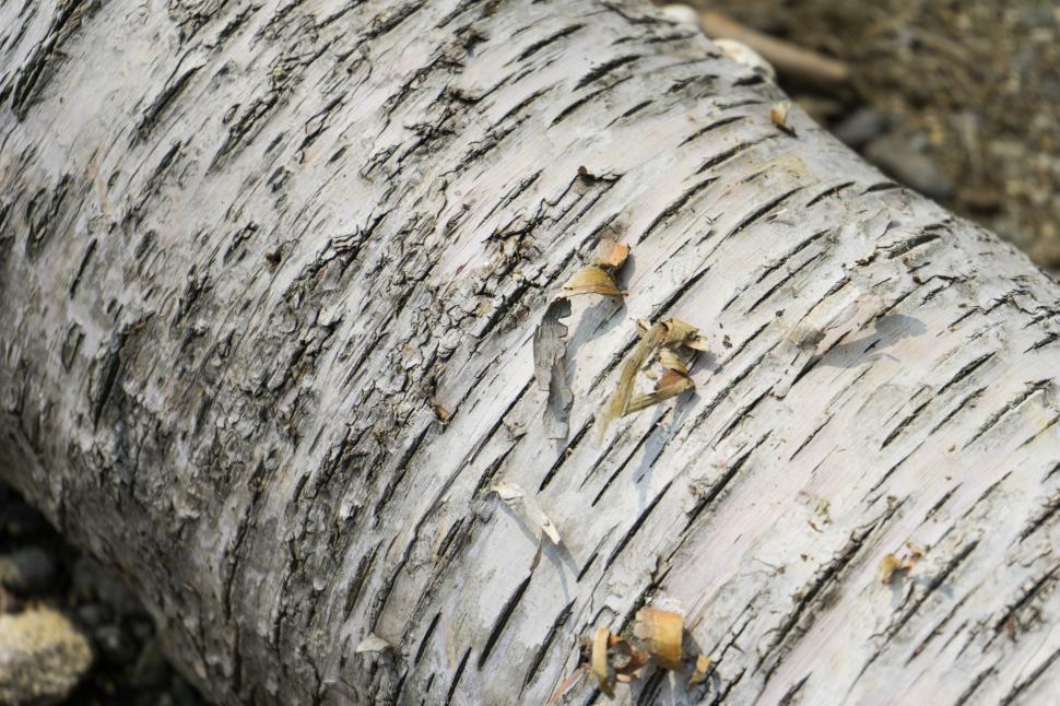 Free Image of Birch tree trunk with peeling bark in natural setting 