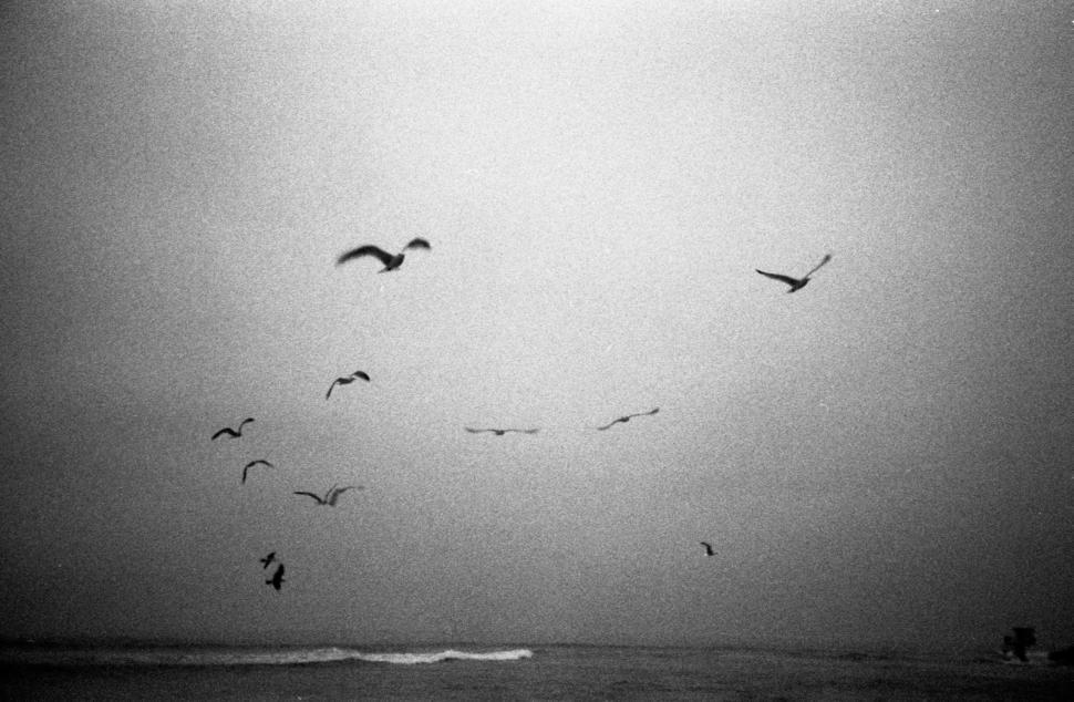 Free Image of Seagulls flying over a misty ocean at dusk 