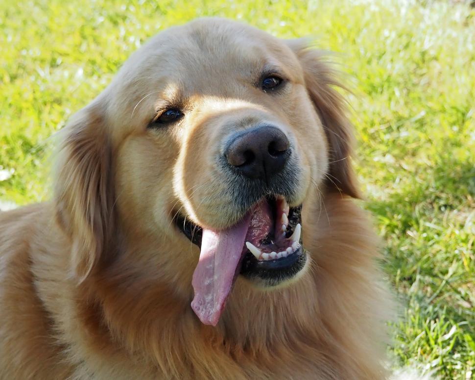 Free Image of Face of a Happy Golden Retriever 