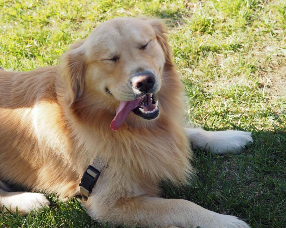 Free Image of Happy Golden Retriever Pet Dog 