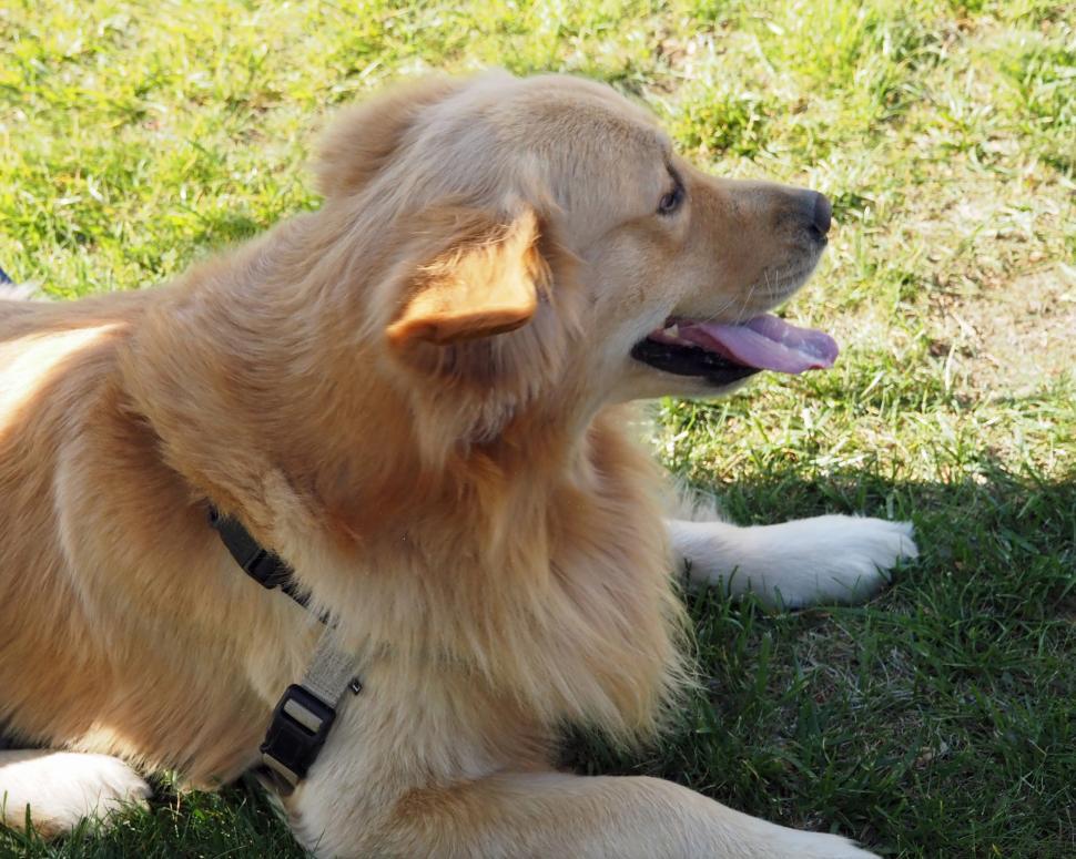 Free Image of Happy Golden Retriever  