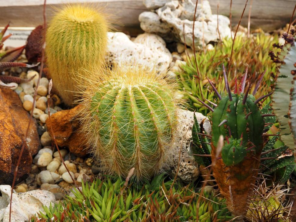Free Image of Cacti Display 