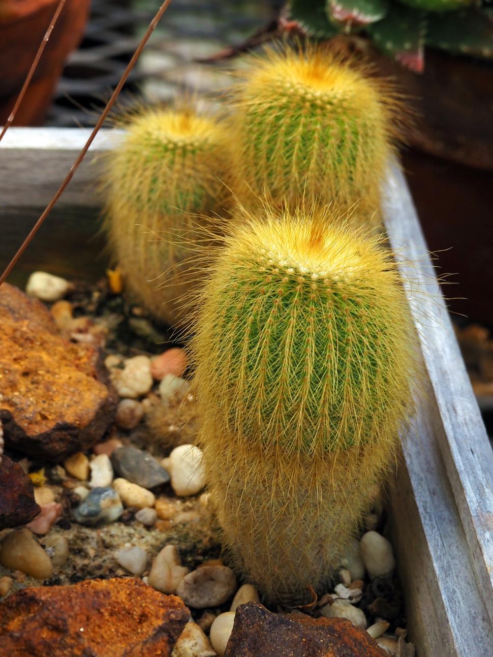 Free Image of Golden Ball Cacti 