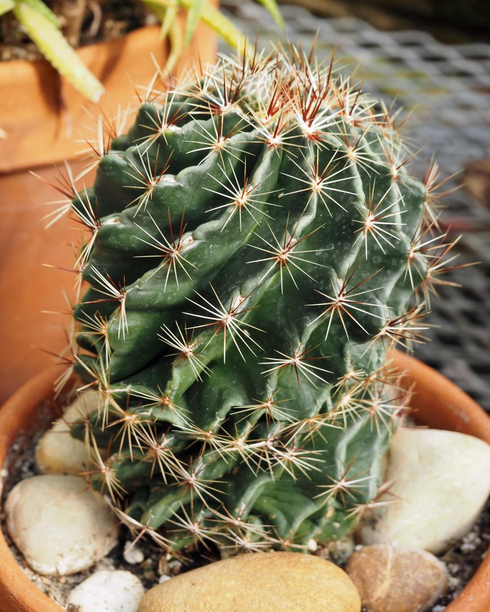 Free Image of Miniature Barrel Cactus 