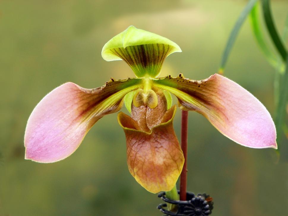 Free Image of Paphiopedilum appletonianum orchid Bloom 