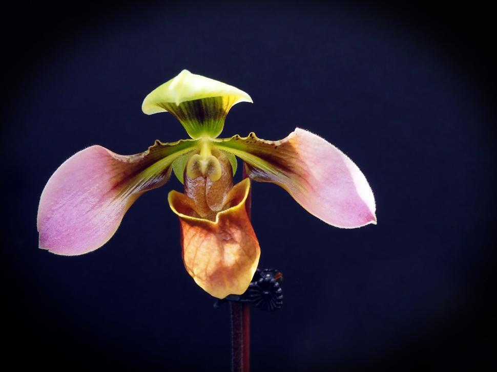 Free Image of Paphiopedilum Appletonianum Orchid Flower 