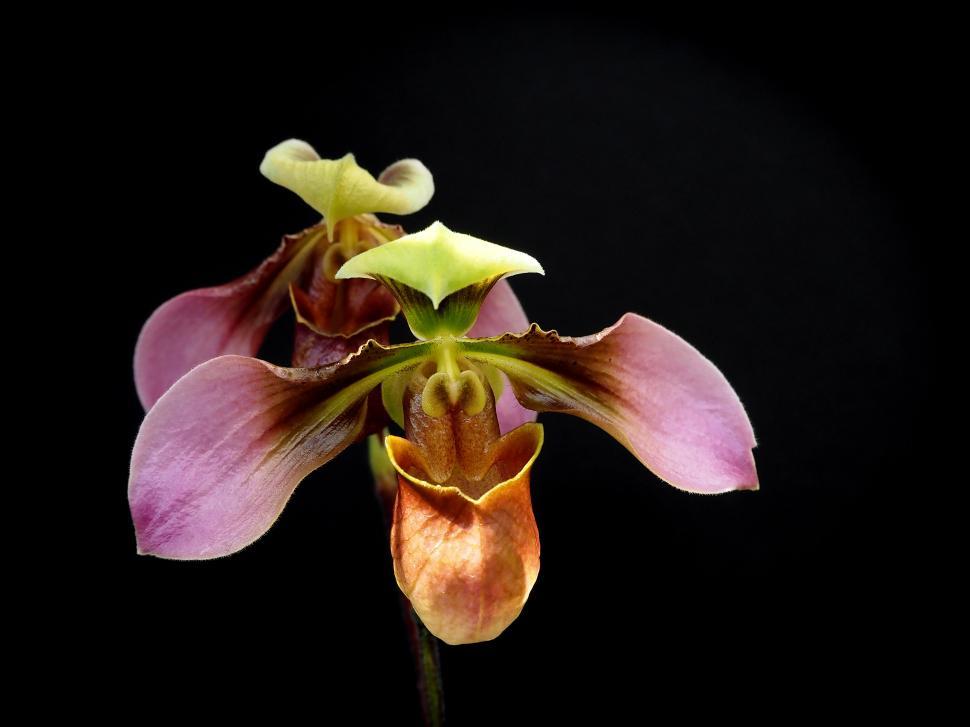 Free Image of Paphiopedilum Appletonianum Orchid Bloom 