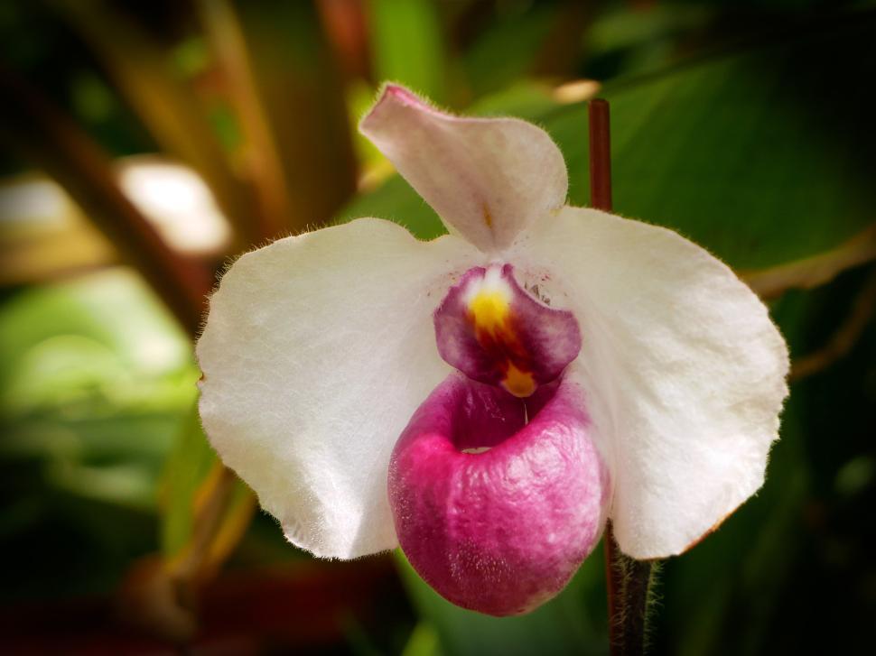 Free Image of Pink Flower of Paph. Delenatii  