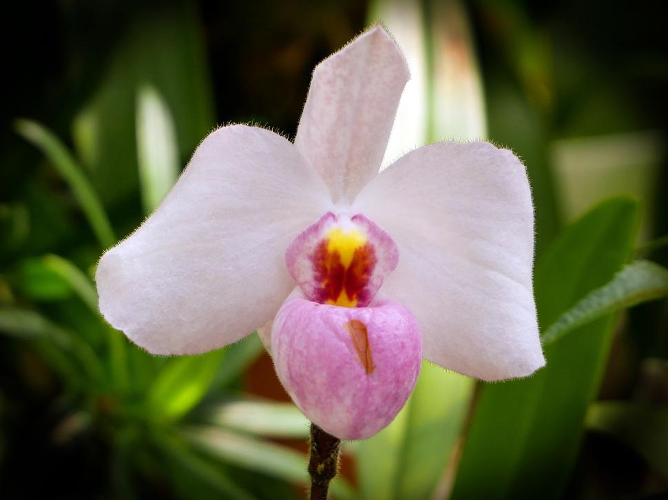 Free Image of Pink Flower of Paph. Delenatii Orchid 