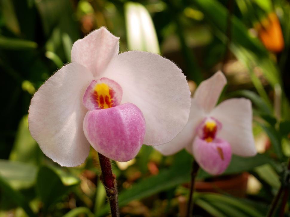 Free Image of Paphiopedilum Delenatii Orchid Pink Flowers 