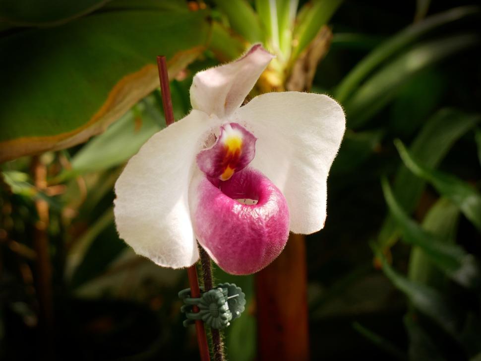 Free Image of Paphiopedilum Delenatii Orchid Pink Flower 