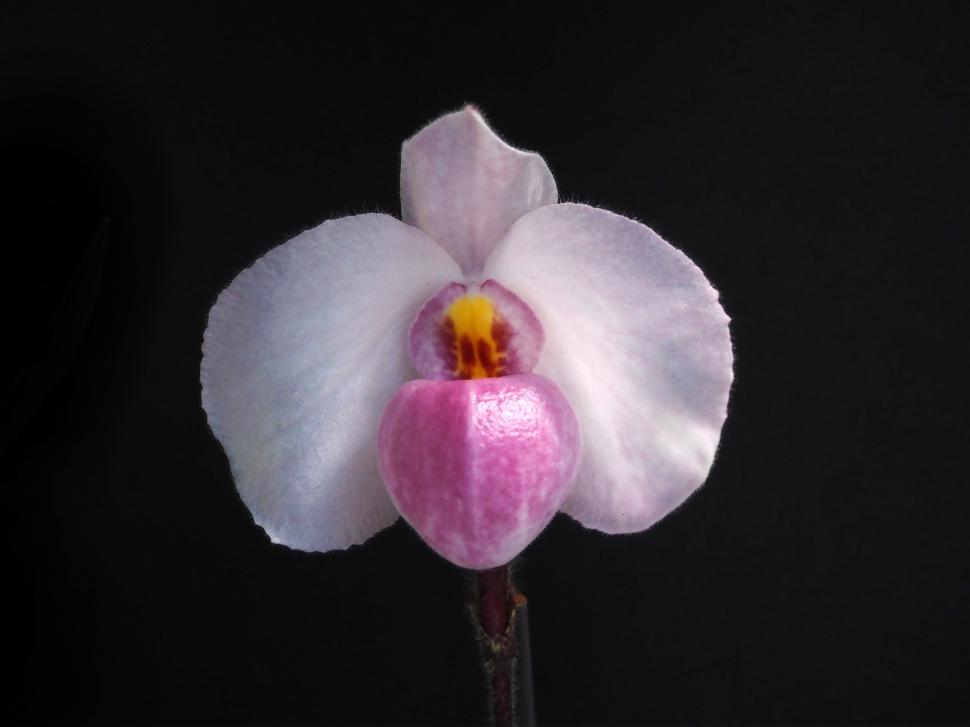 Free Image of Paph. Deneatii Orchid Flower Isolated 