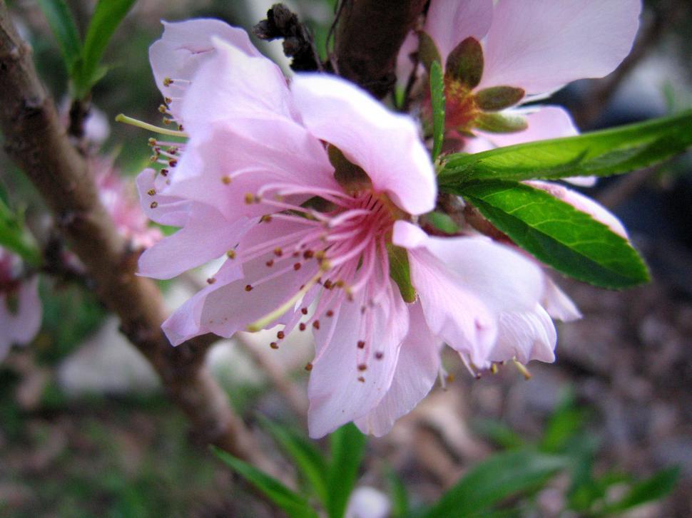 Free Image of Pink Flower 