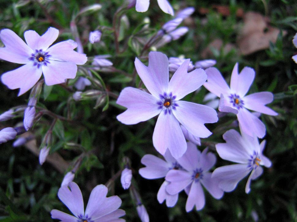 Free Image of Purple Flowers 