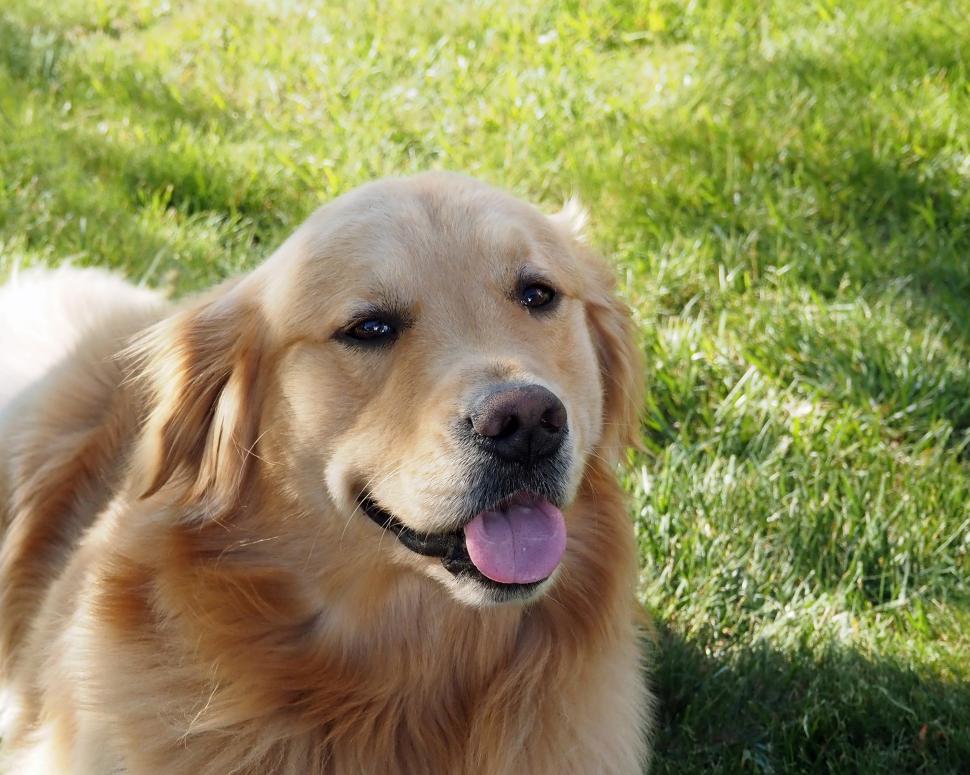 Free Image of Content Golden Retriever 
