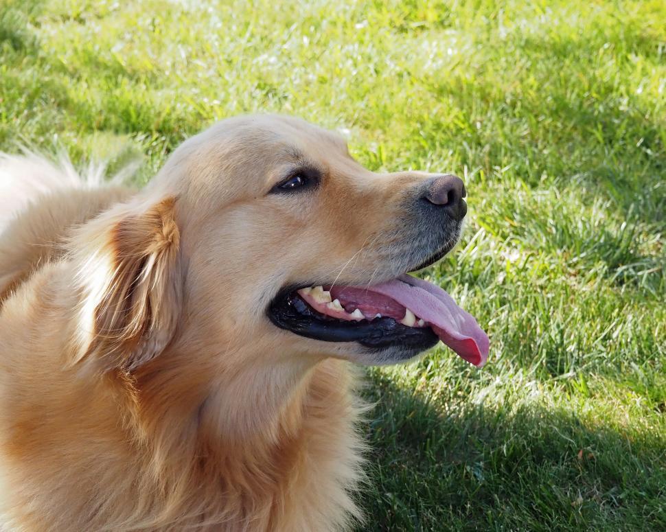 Free Image of Inquisitive Golden Retriever  