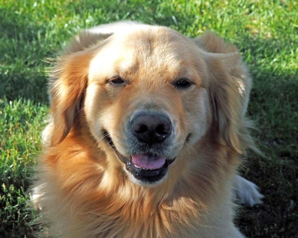 Free Image of Smiley Golden Retriever 