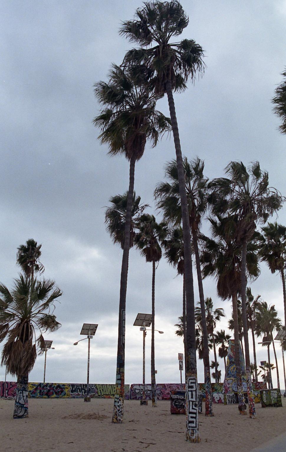 Free Image of Tall palm trees swaying under cloudy sky at a coastal location during sunset 