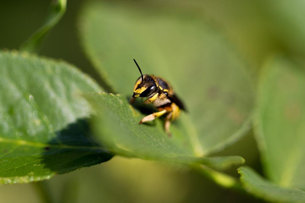 Free Image of Close-up view of a bee perched on a green leaf in a sunny garden setting 