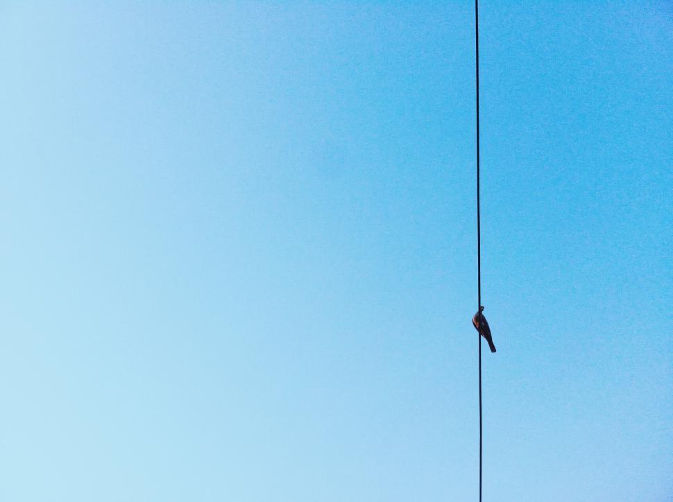 Free Image of Bird perched on a power line against a blue sky 