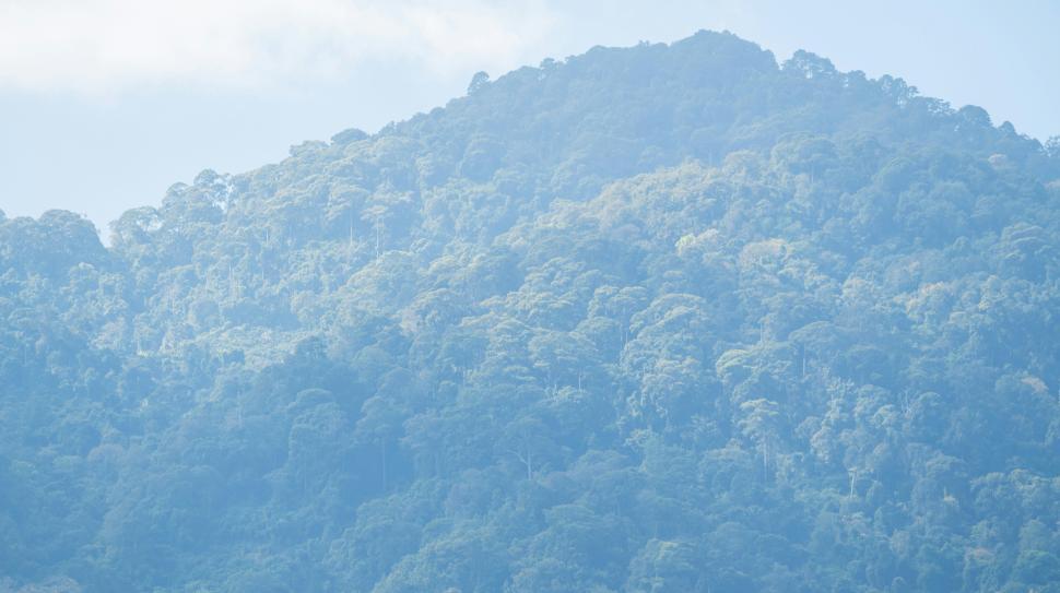 Free Image of Lush forest landscape under a cloudy sky on a misty mountain 