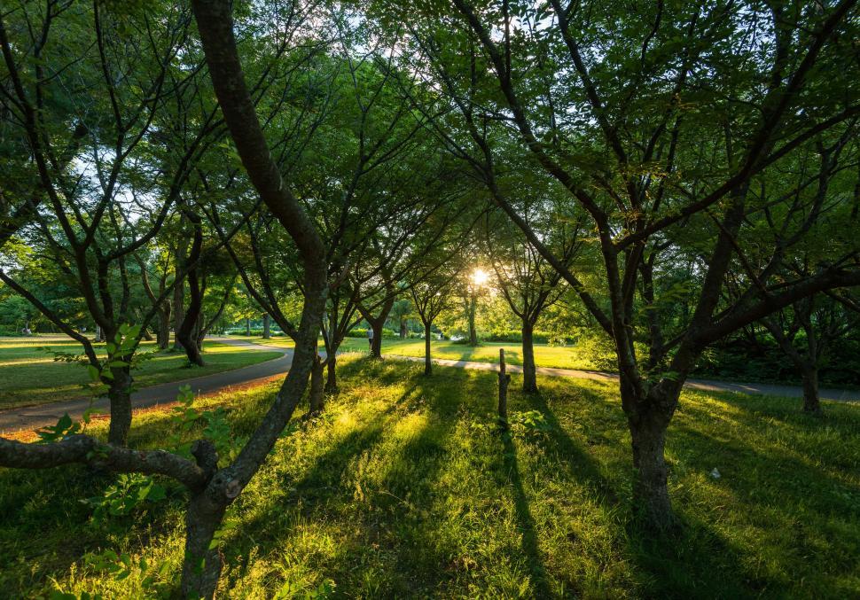 Free Image of Sunlight filtering through trees in a tranquil park setting 