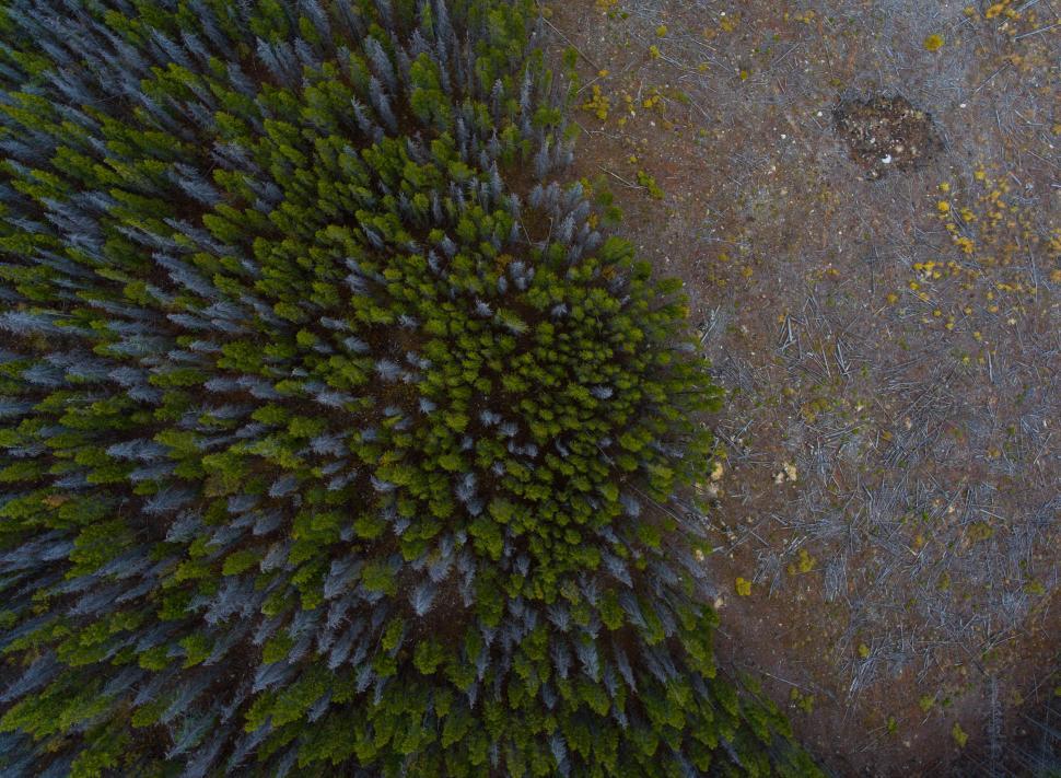 Free Image of Lush forest contrasts with deforested land in aerial view over untouched nature 