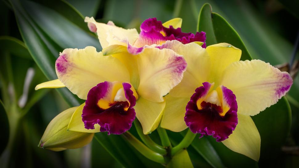 Free Image of Yellow Flowers Cattleya Orchids 